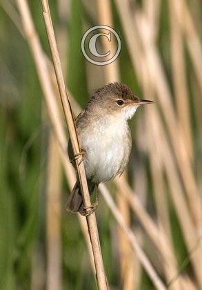 Reed Warbler DM1875